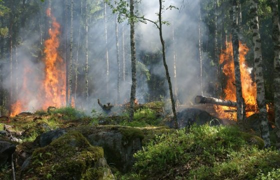 Пожар на Адажском полигоне: спасатели продолжают тушить 300 га леса