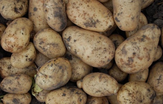 Экспорт белорусской картошки в Молдову увеличился в 320 раз