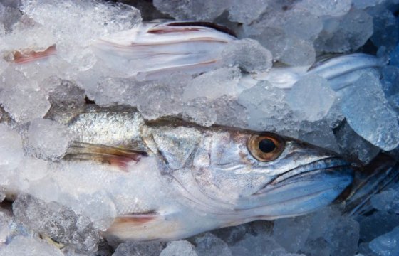 Еврокомиссия запретила лов трески в Балтийском море