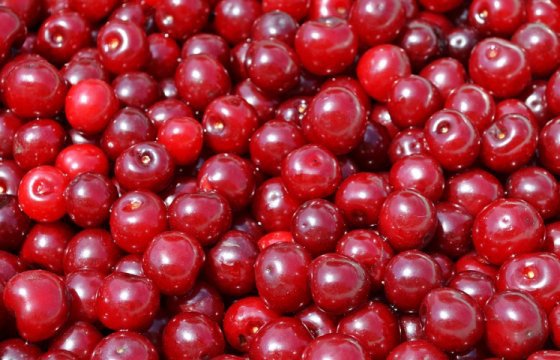 В Латвии выпустят Рижский бальзам с вишневым вкусом