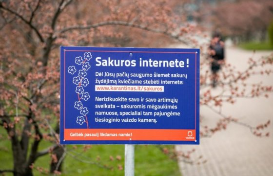 В Вильнюсе открыли онлайн-трансляцию цветения сакур