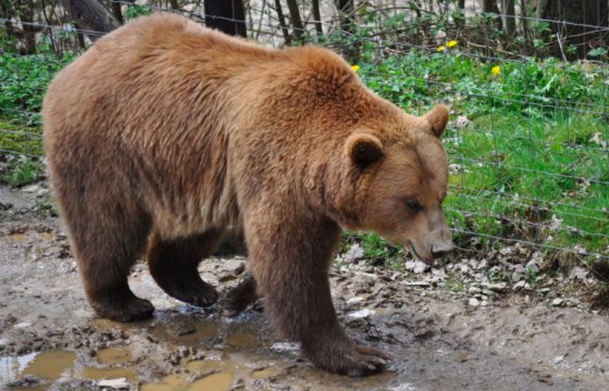 В Эстонии поймали одного из российских медведей