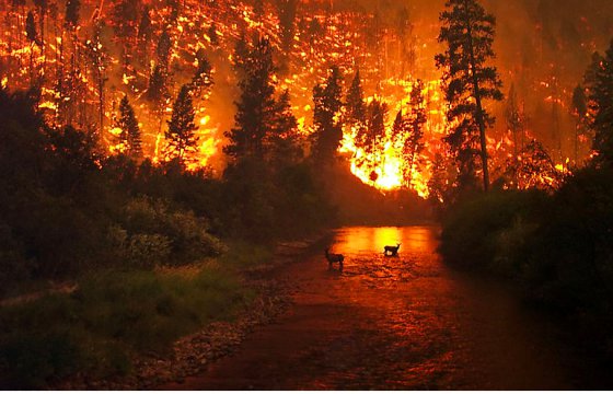 Лесные пожары в России охватили около 3 млн га