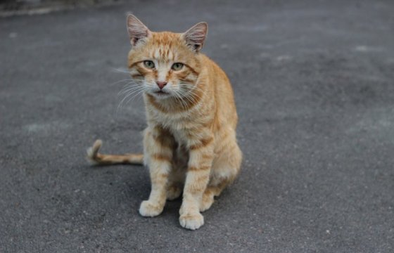 Общество ветеринаров высказалось против «кошачьего городка» в Риге