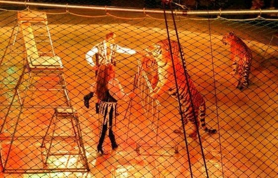 В Риге у здания Сейма прошел пикет «За человечный цирк»