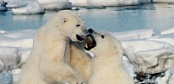 Благотворительный проект собрал 200 000 евро для белых медведей Таллинского зоопарка
