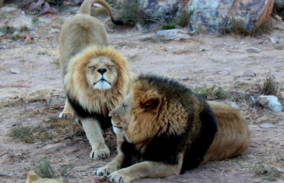 Датские зоопарки принимают домашних питомцев на корм львам