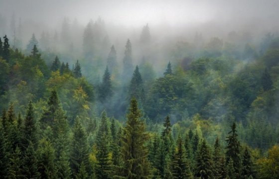 Шведский холдинг купил тысячи гектаров леса в Латвии