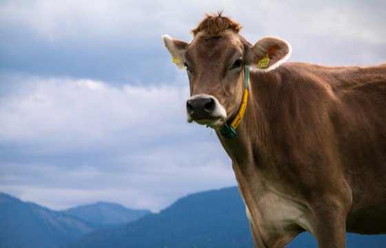 В Эстонии выберут самую красивую корову