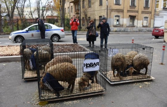 К редакции «Новой газеты» в Москве принесли клетки с овцами (Фото)