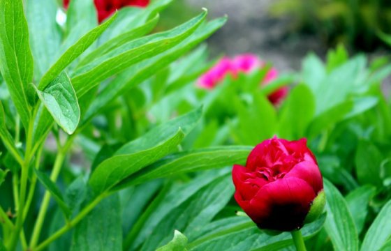 В Таллинском ботаническом саду пройдут Дни роз
