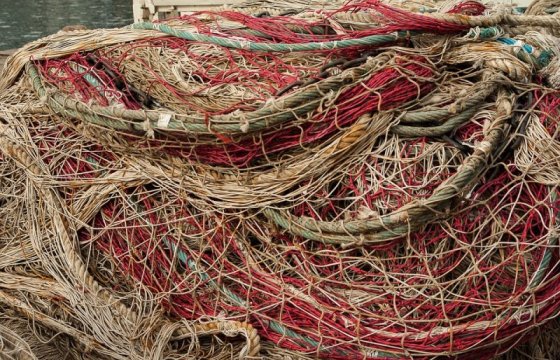 В Чудском озере оставляют сети: гибнут тонны рыбы