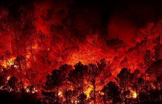 Число жертв пожаров в пригородах Афин выросло до 60 человек