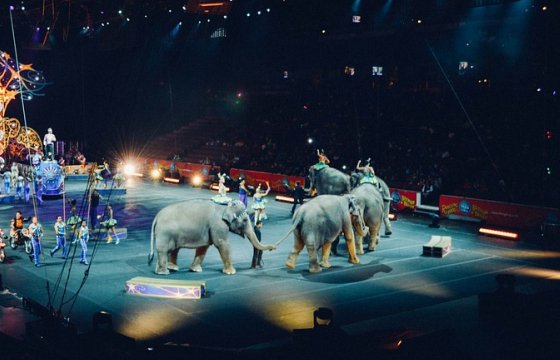 В Эстонии запретили использовать диких животных в цирке