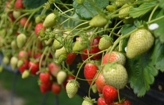 Эстонские фермеры, выращивающие фрукты и ягоды, смогут получить компенсации на сезонных рабочих