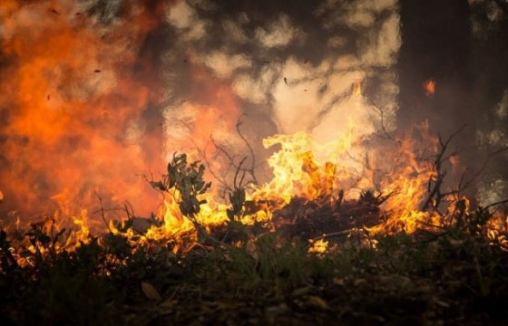Генпрокуратура заявила о намеренных поджогах лесов в Сибири для скрытия незаконных вырубок