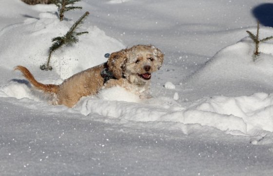 Эстонское общество защиты животных напоминает о погоде: насколько холодно собаке?