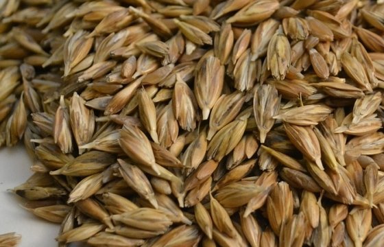 Представитель Linas Agro Group: Новые требования Египта к пшенице не отразятся на литовском экспорте