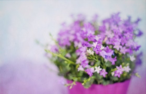 В Эстонии пройдет цветочный фестиваль