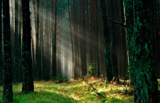 В Эстонии шторм повалил 100 000 кубометров леса