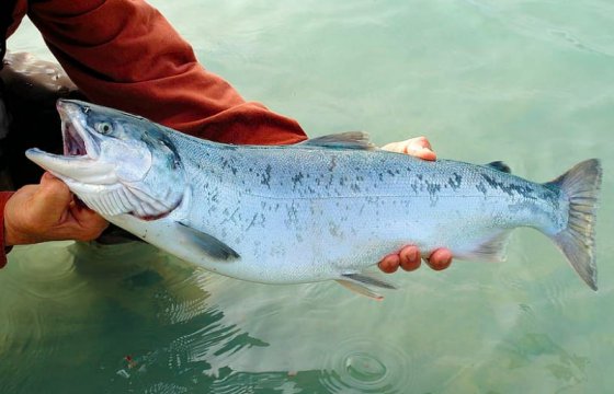 В Литве ввели запрет на отлов лосося
