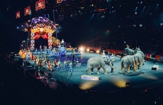 Президент Латвии провозгласил поправки о запрете использовать диких животных в цирке