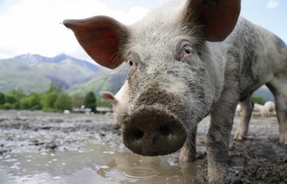 В Эстонии африканскую чуму свиней зафиксировали у домашнего скота