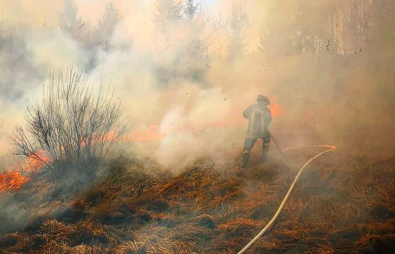 В лесных пожарах в Латвии виноват человек
