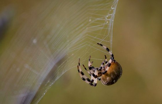 Жители Великобритании пожаловались на нашествие пауков