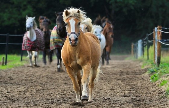 Зампред общины татар: мы хоть на лошадях поедем защищать Литву