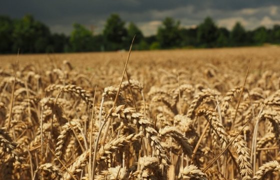 Литовские экспортеры зерна почувствуют острую конкуренцию из-за его переизбытка на мировом рынке