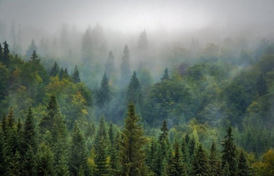 В Эстонии загорелось 20 гектаров леса