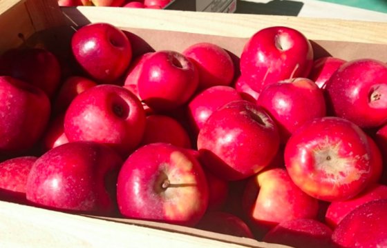 В Таллине открыли пункты бесплатной раздачи яблок