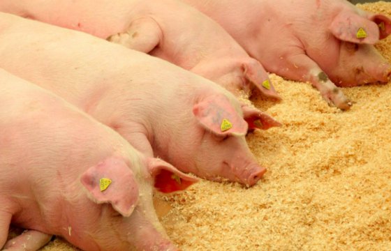 Польша отозвала запрет на импорт литовских свиней