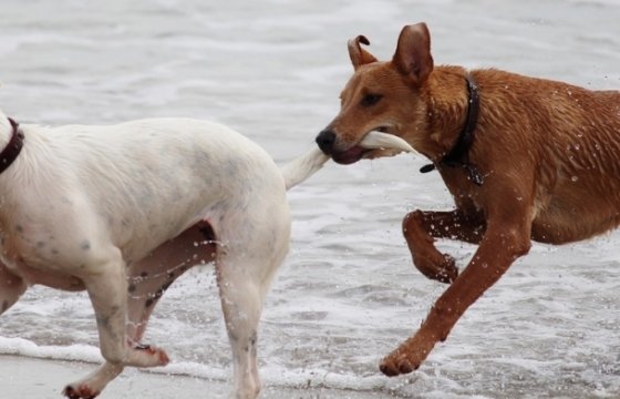 В Латвии планируют отсрочить обязательное чипирование собак