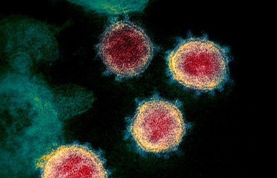 Новый штамм коронавируса: что известно?
