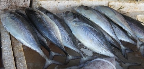 Литовцы смогут ловить рыбу в Мавритании