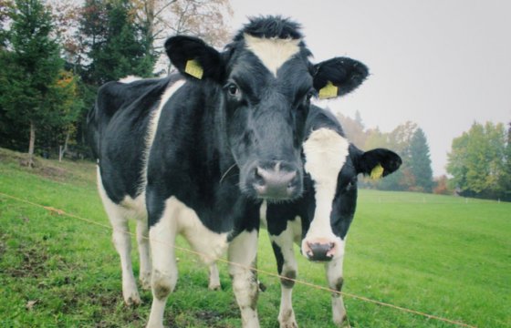 Эстонские пожарные спасли 500 коров
