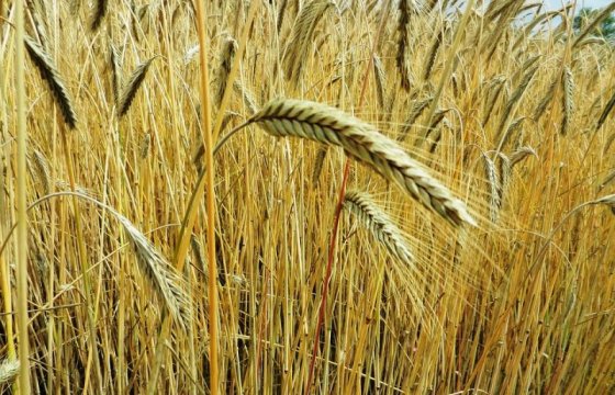 Засуха принесла латвийским фермерам 350 млн евро убытков