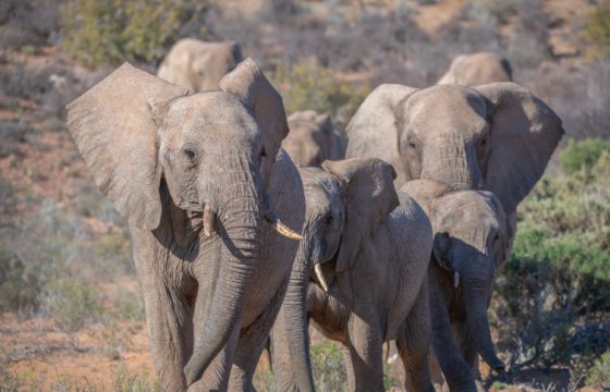 В мире запретили продажу африканских слонов в зоопарки и цирки