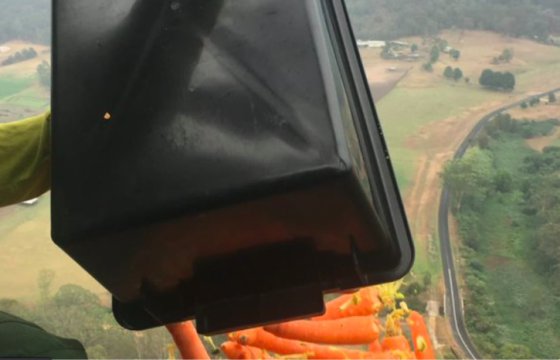 В Австралии сбросили с вертолетов пищу для пострадавших от пожаров животных