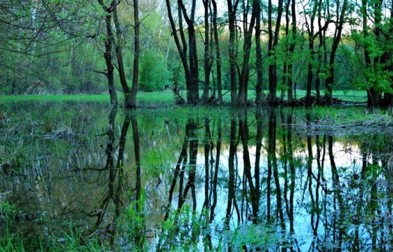 В лесной отрасли Латвии объявили катастрофическую ситуацию