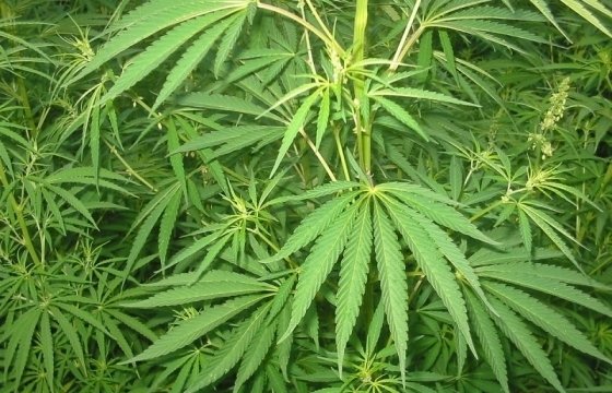 В Латвии обнаружили подпольную плантацию марихуаны