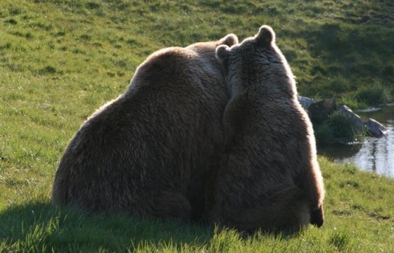 Российская организация попросила власти Эстонии не убивать медведей Полю и Прошу