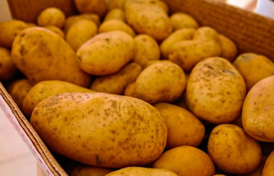 В Латвии подорожает картофель