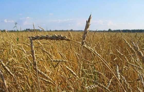 Урожай зерновых в Эстонии за год сократился на 39 процентов