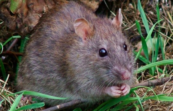 Животным года в Эстонии стала крыса