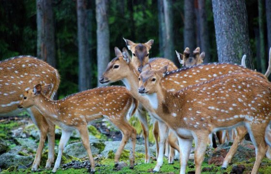 1 октября в Латвии начнется сезон охоты