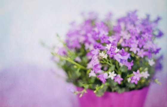 В Эстонии отмечают День матери