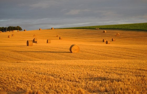 Урожай зерновых в Эстонии сократился на 30%